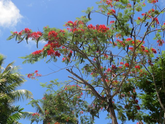 The combination of Flamboyant Trees and blue sky is prettier than a postcard. Photo Credit Melanie Reffes