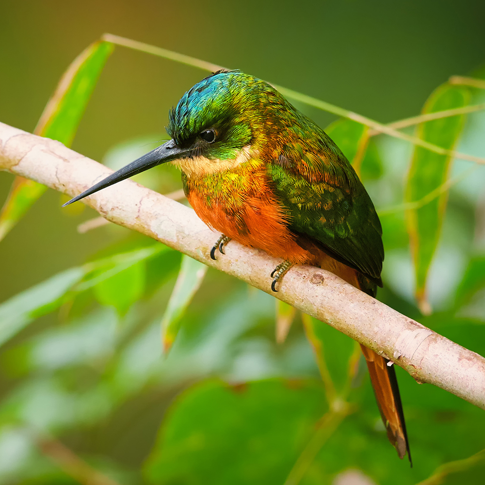 Trinidad & Tobago Wildlife